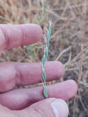 Schenkia spicata