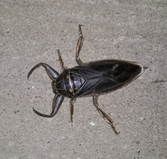 Lethocerus cordofanus