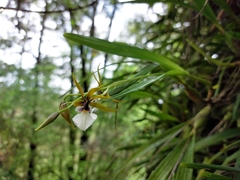 Prosthechea pastoris