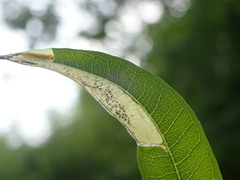 Mompha raschkiella