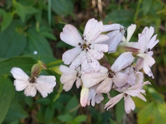 Microbotryum saponariae