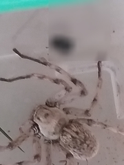 Eusparassus