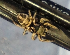 Habronattus borealis