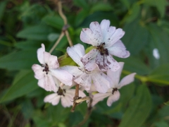 Microbotryum saponariae