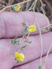 Lotus subbiflorus castellanus