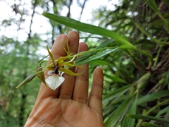 Prosthechea pastoris
