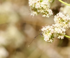 Gasteruption jaculator