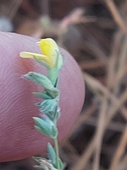 Lotus subbiflorus castellanus