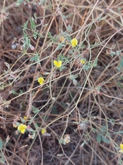 Lotus subbiflorus castellanus