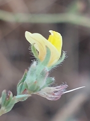Lotus subbiflorus castellanus