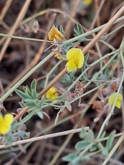 Lotus subbiflorus castellanus