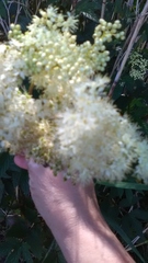 Filipendula ulmaria