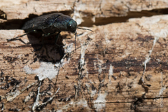 Buprestis rustica