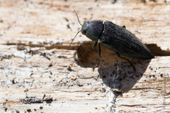 Buprestis rustica