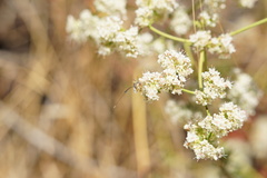 Gasteruption jaculator