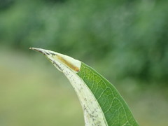 Mompha raschkiella