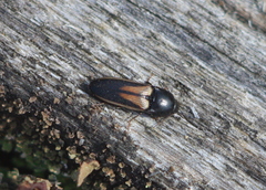 Ampedus tristis
