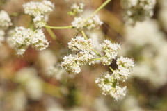 Gasteruption jaculator