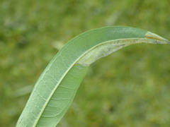 Mompha raschkiella