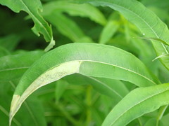 Mompha raschkiella