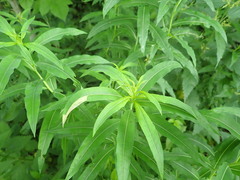 Mompha raschkiella