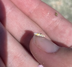 Argyresthia calliphanes