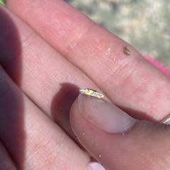 Argyresthia calliphanes