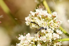 Gasteruption jaculator