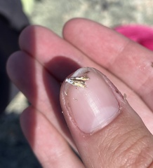 Argyresthia calliphanes