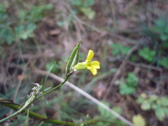 Erysimum canum
