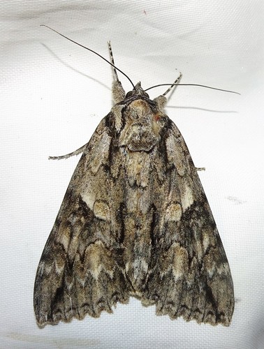 Mother Underwing Moth