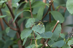 Xanthogramma pedissequum