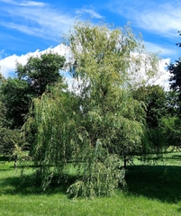 Salix babylonica
