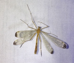 Hylobittacus apicalis