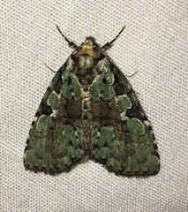 Leuconycta lepidula