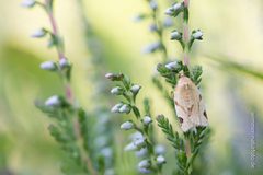 Paramesia gnomana