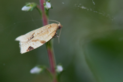 Paramesia gnomana