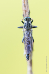 Neoitamus socius