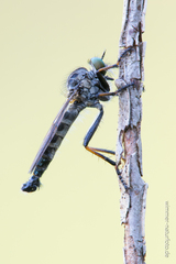 Neoitamus socius