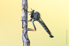 Neoitamus socius