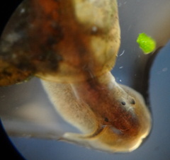 Afrogyrorbis natalensis