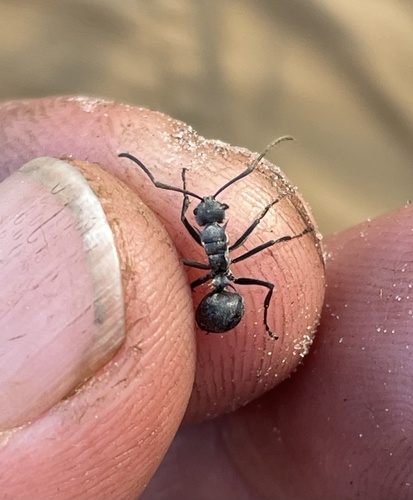 Polyrhachis wellmaniPolyrhachis wellmani