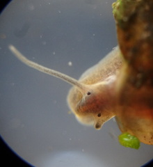 Afrogyrorbis natalensis