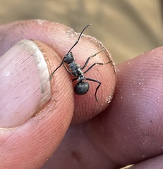 Polyrhachis wellmani