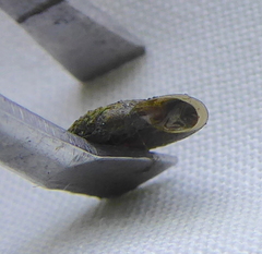 Afrogyrorbis natalensis