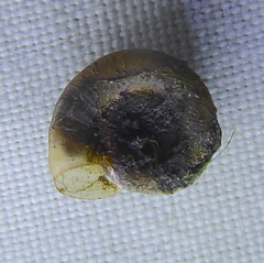 Afrogyrorbis natalensis