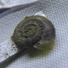 Afrogyrorbis natalensis