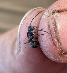 Polyrhachis wellmani