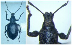 Otiorhynchus aurifer