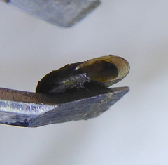 Afrogyrorbis natalensis
